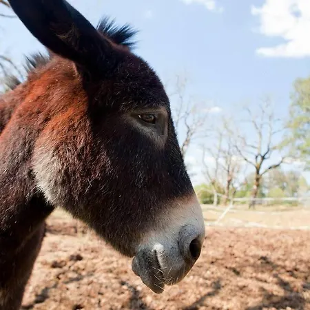 Casa vacanze Domaine De Gayfié Salvagnac-Cajarc