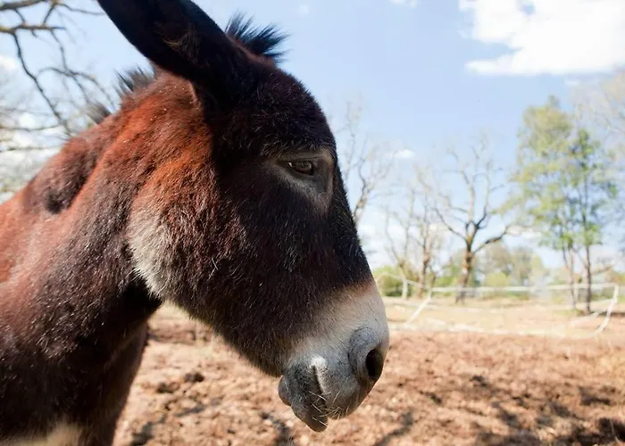 Vakantiehuis Domaine De Gayfie Sarl Salvagnac-Cajarc